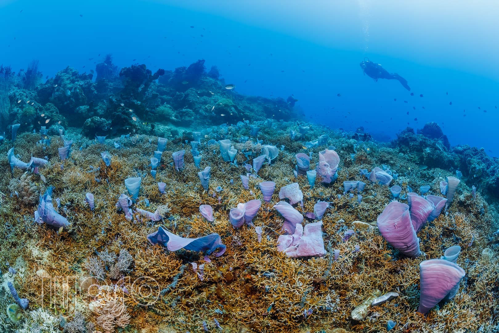 Diver exploring sponges and coral at Pemuteran Bay reef