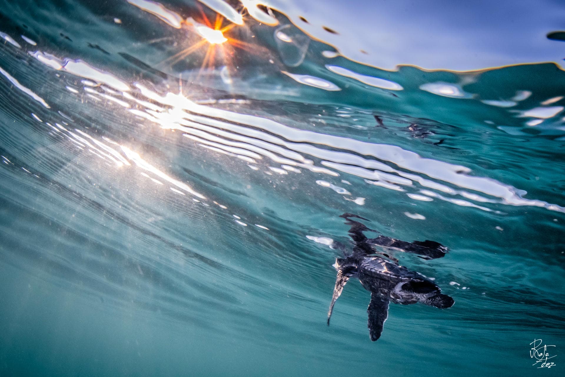 Sea turtle silhouette with surface light at Pemuteran Bay shallow site