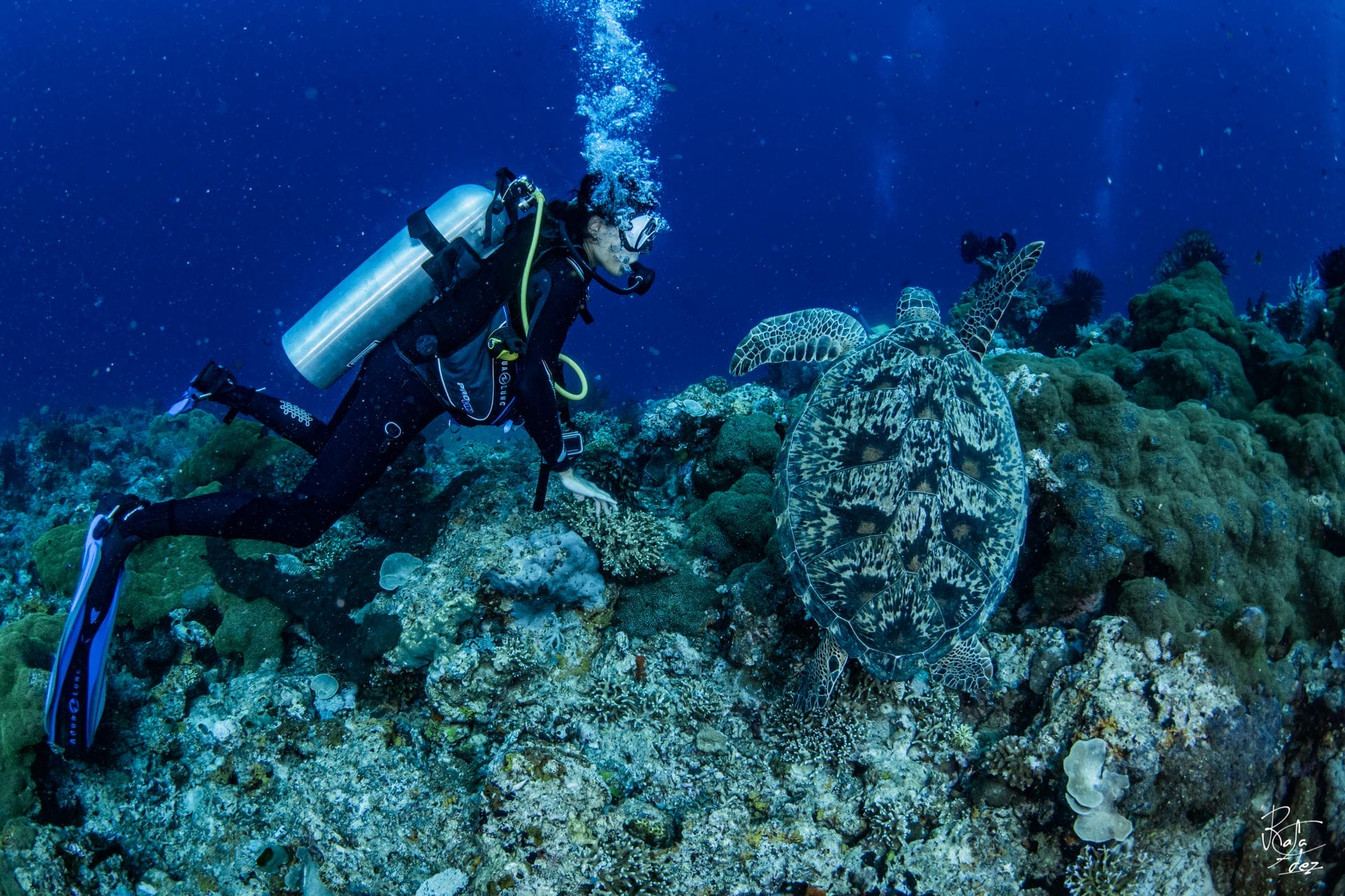Eel Garden dive site, Menjangan Island — garden eels on white sand slope