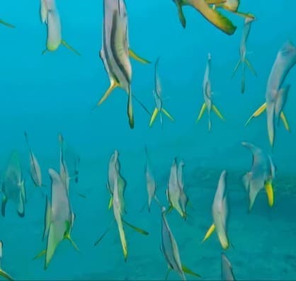 Schooling fish at Pemuteran reef — Instagram reel by Karang Divers
