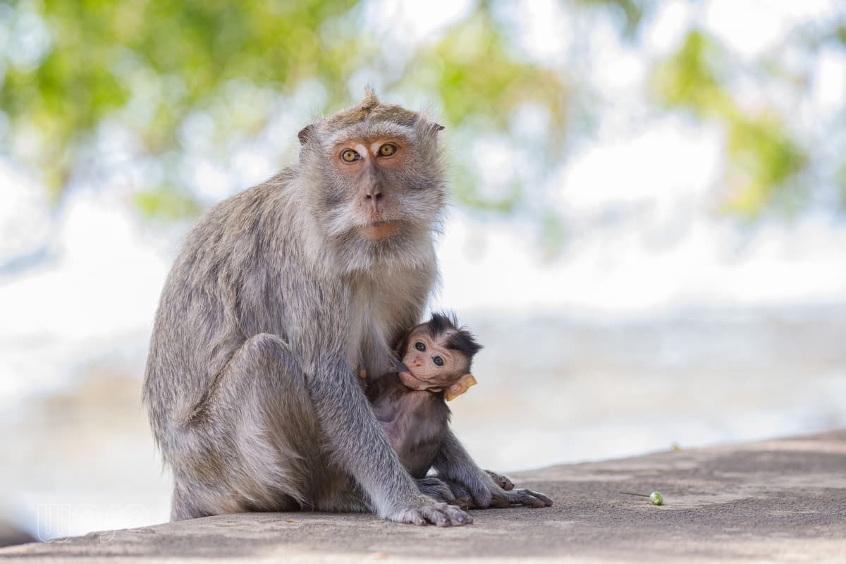 Long-tailed macaque, West Bali National Park
