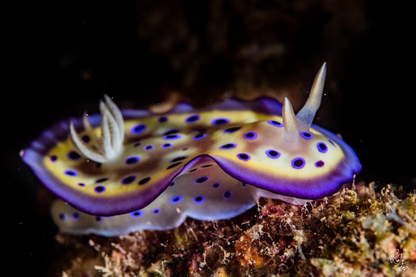 Nudibranch on a Pemuteran reef, North-West Bali