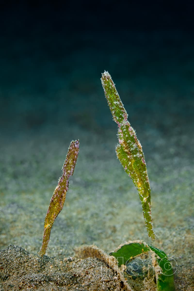 Robust ghost pipefish, rare macro find at Pemuteran Bay