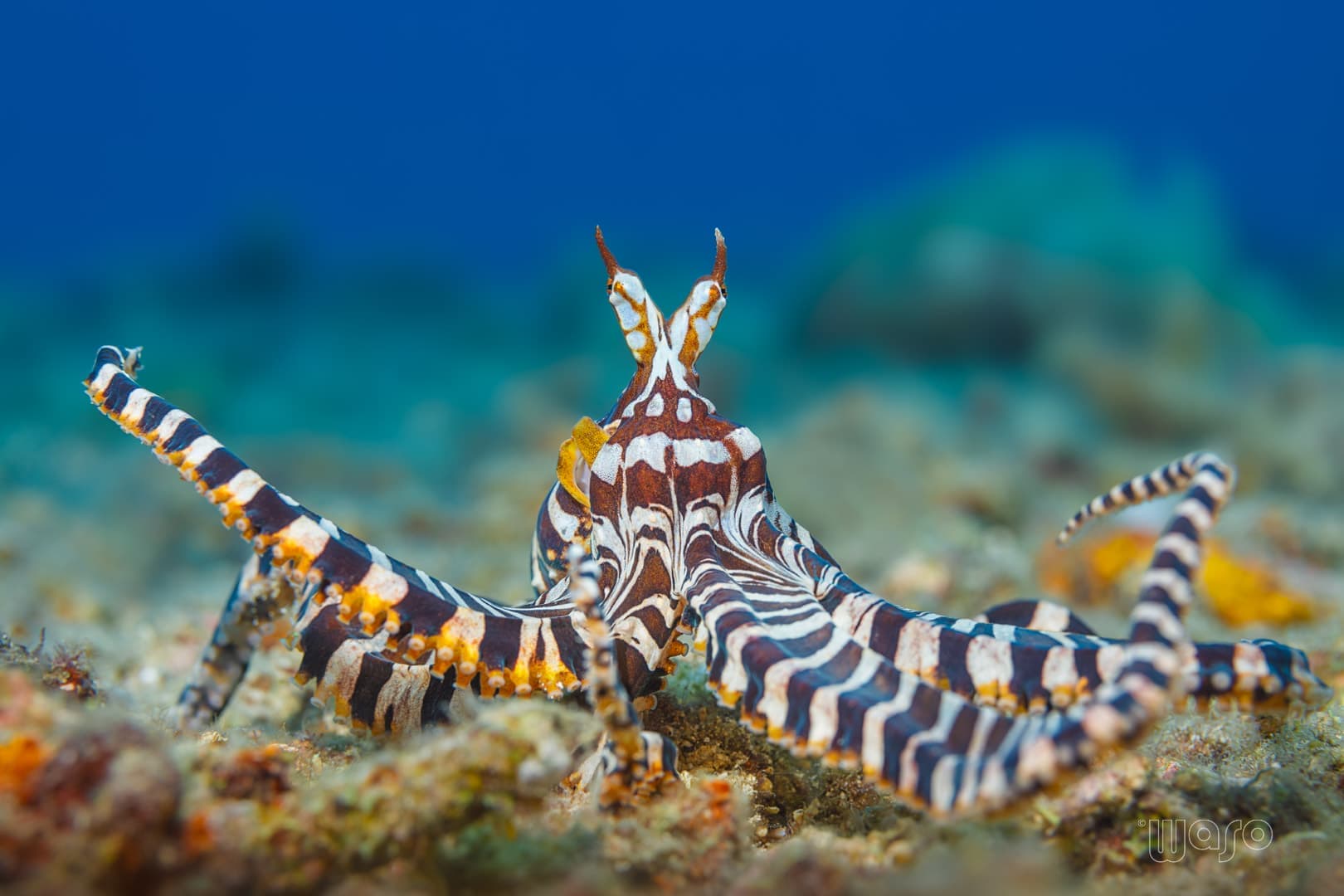 Marine life at Pemuteran Bay coral reef, North West Bali