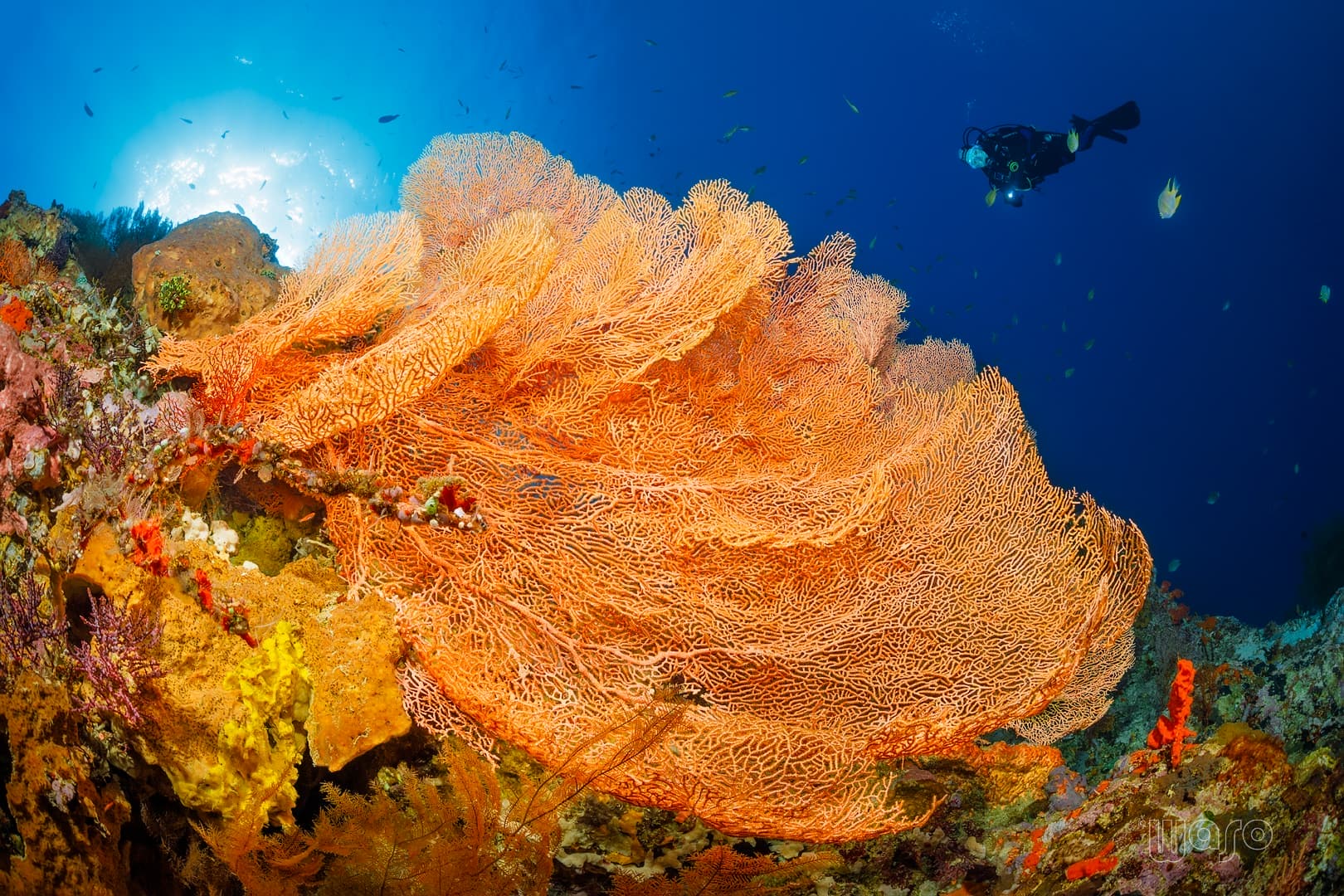Bat Cave dive site, Menjangan Island — overhangs and macro paradise