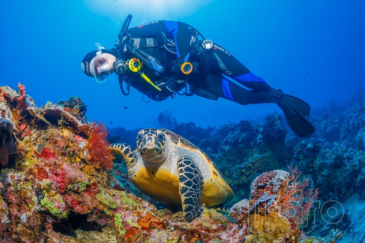 Divemaster training and Pro Courses with Karang Divers in Pemuteran, North West Bali