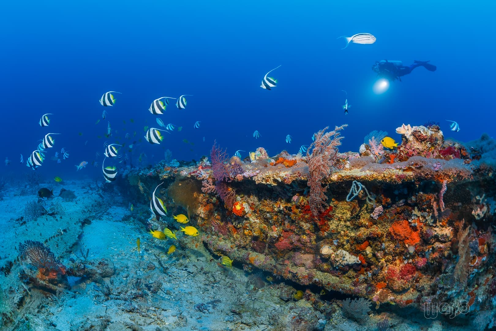 Anchor Wreck dive site, Menjangan Island — 19th-century wooden ship on the wall edge