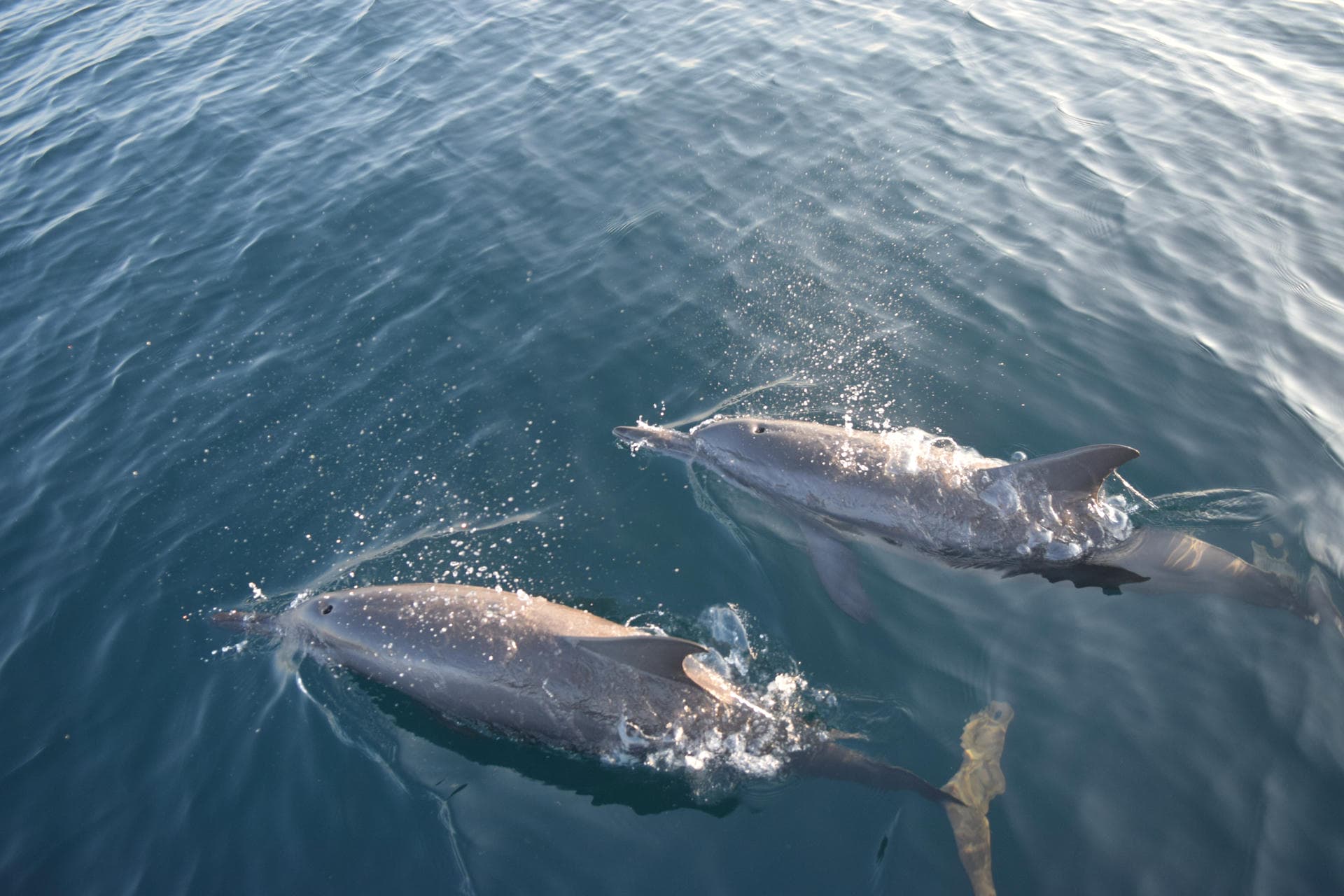 Spinner dolphins riding the bow wave off Pemuteran Bay, North-West Bali at sunrise