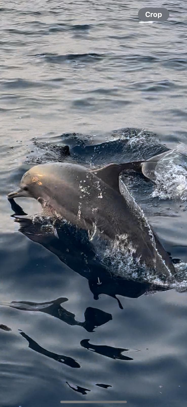 Dolphin breaching in calm North Bali waters near Pemuteran