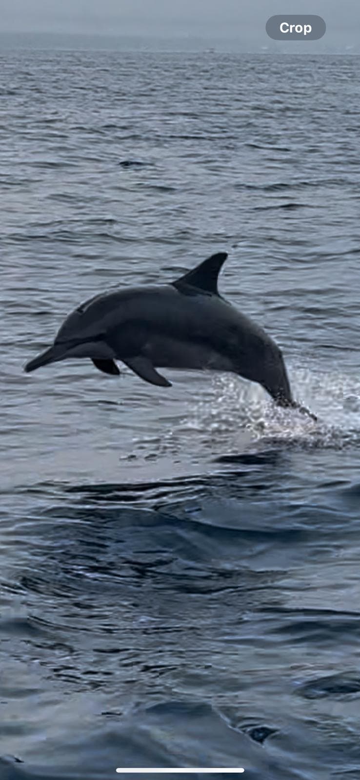 Dolphin leaping clear of the water during a Pemuteran dolphin watching tour
