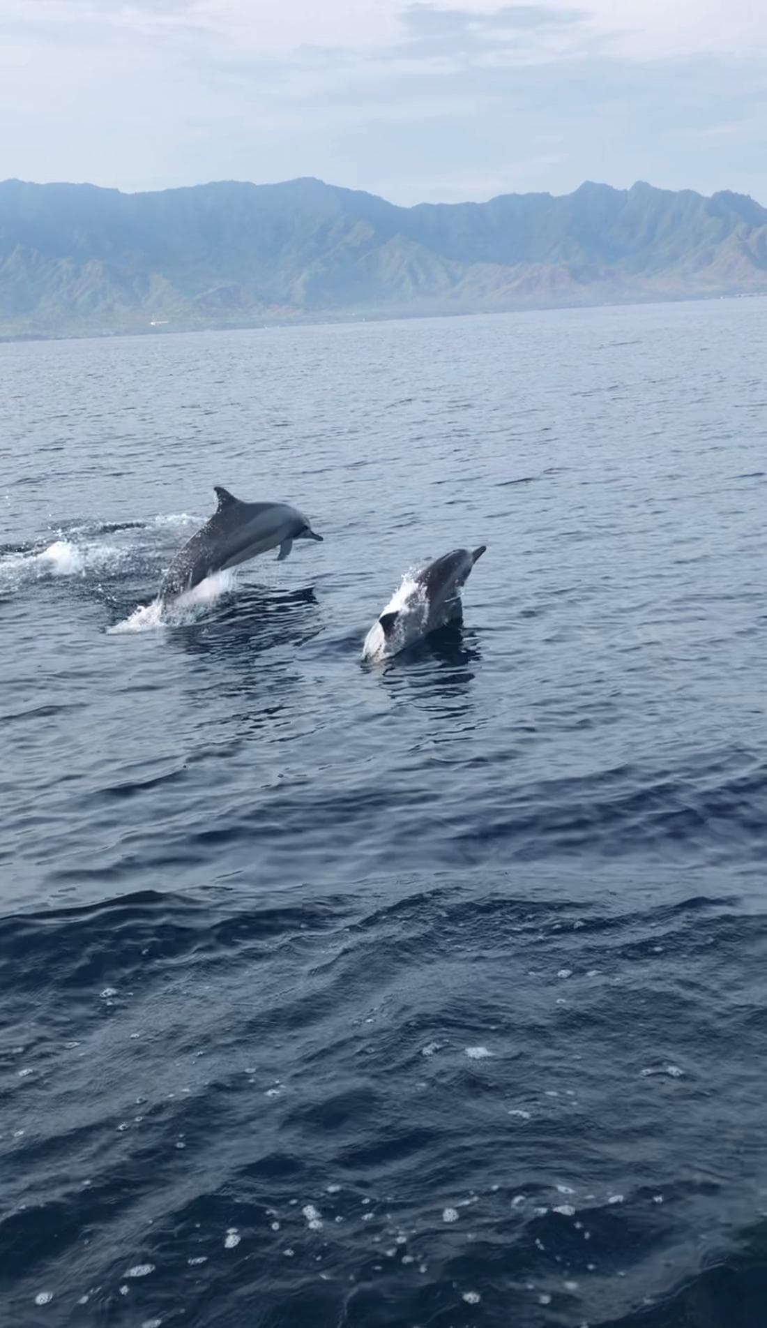 Dolphins with the volcanoes of Java in the backdrop from Pemuteran Bay