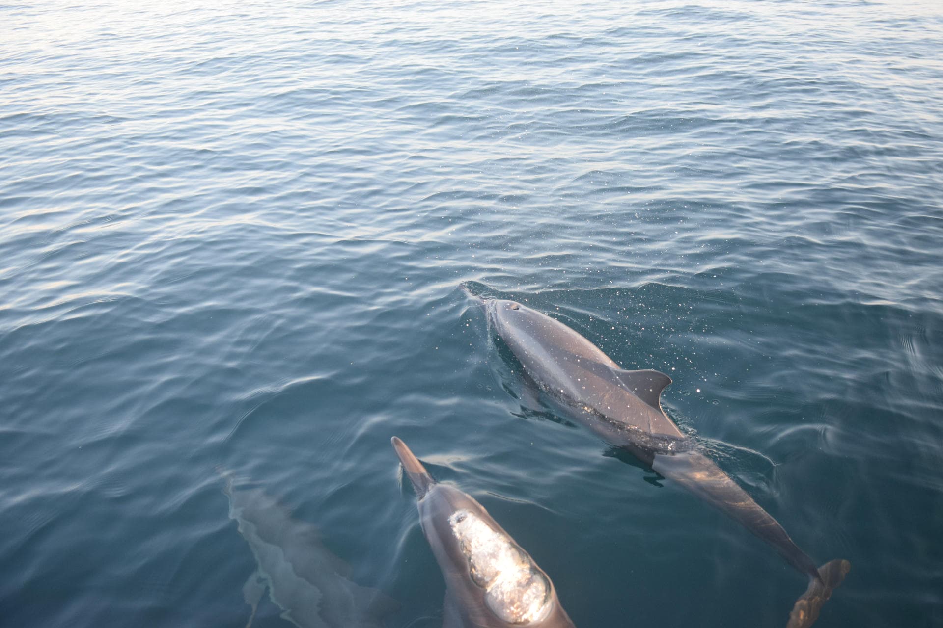 A pod of dolphins travelling together off Pemuteran Bay