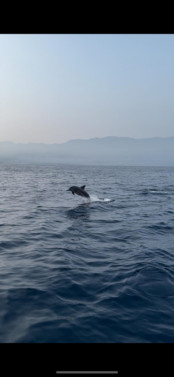 Ethical dolphin watching tour on Pemuteran Bay