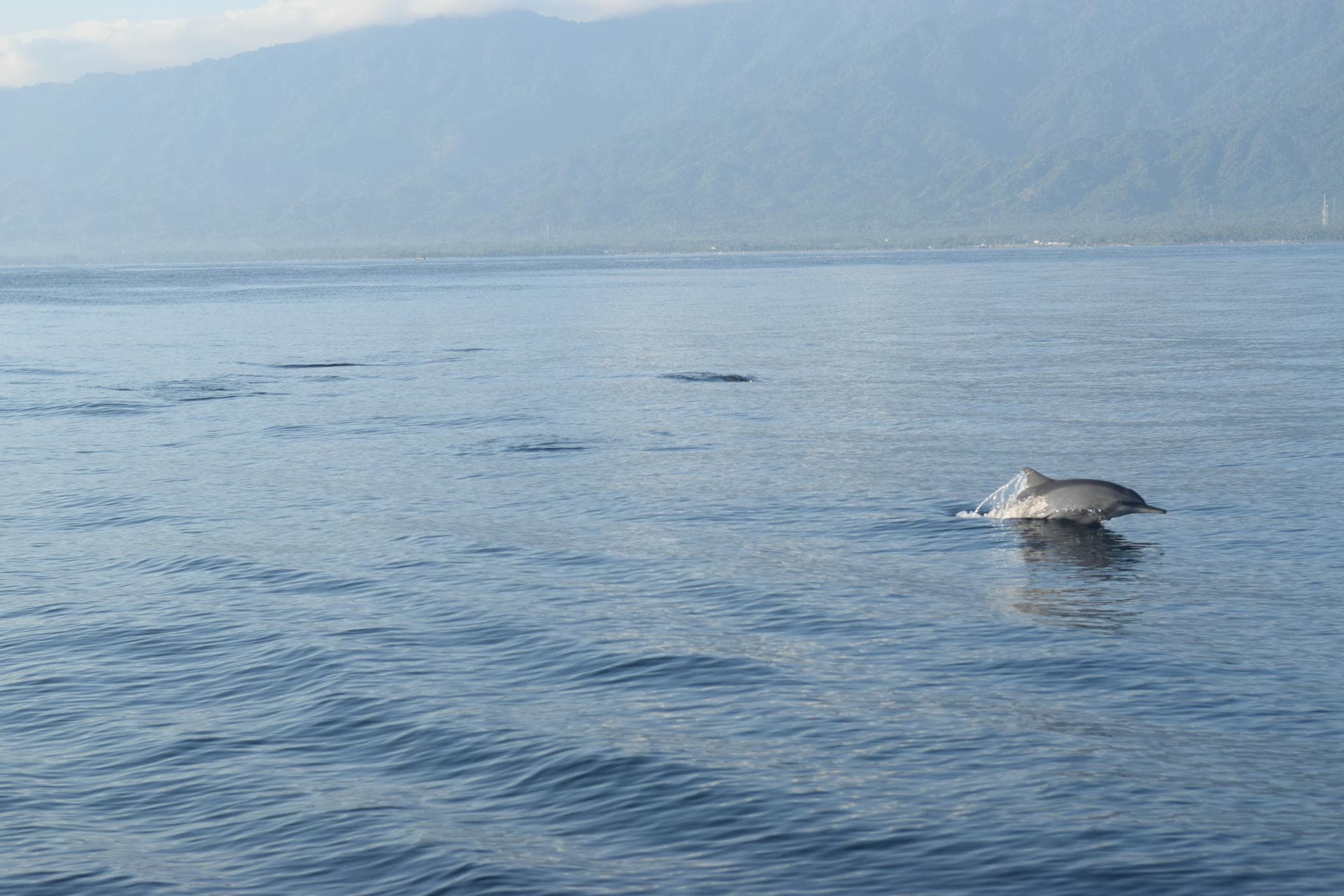 Ethical dolphin watching boat trip on calm Pemuteran Bay, North-West Bali