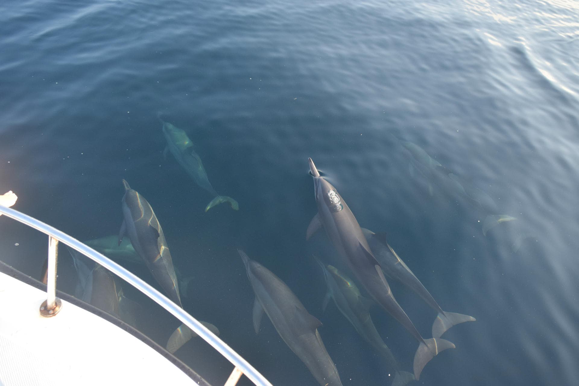 Dolphins swimming alongside the Karang Divers boat near Pemuteran