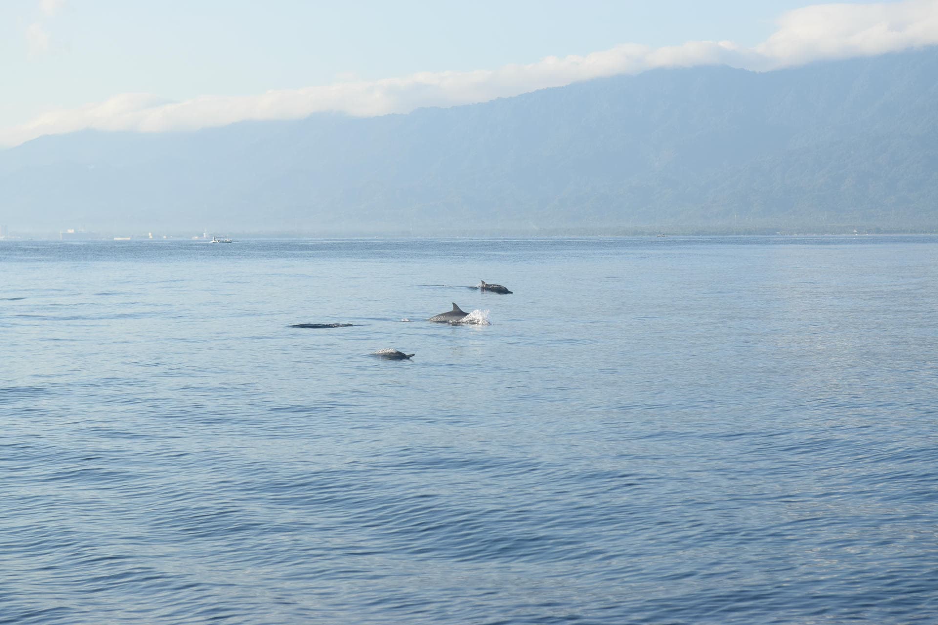 Pod of dolphins bow-riding alongside a boat in Pemuteran Bay