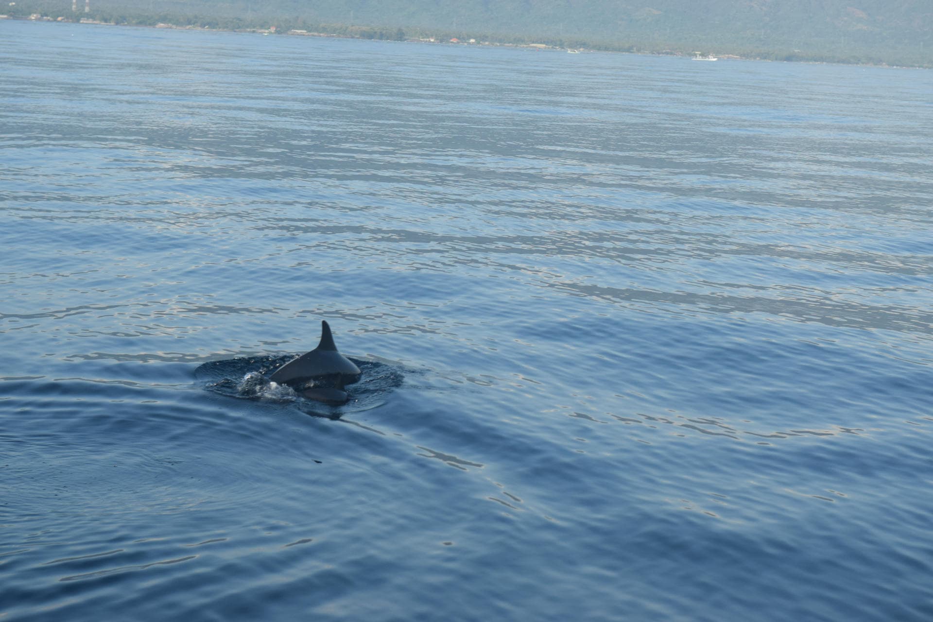 Dolphins surfacing alongside a quiet four-stroke tour boat in North-West Bali