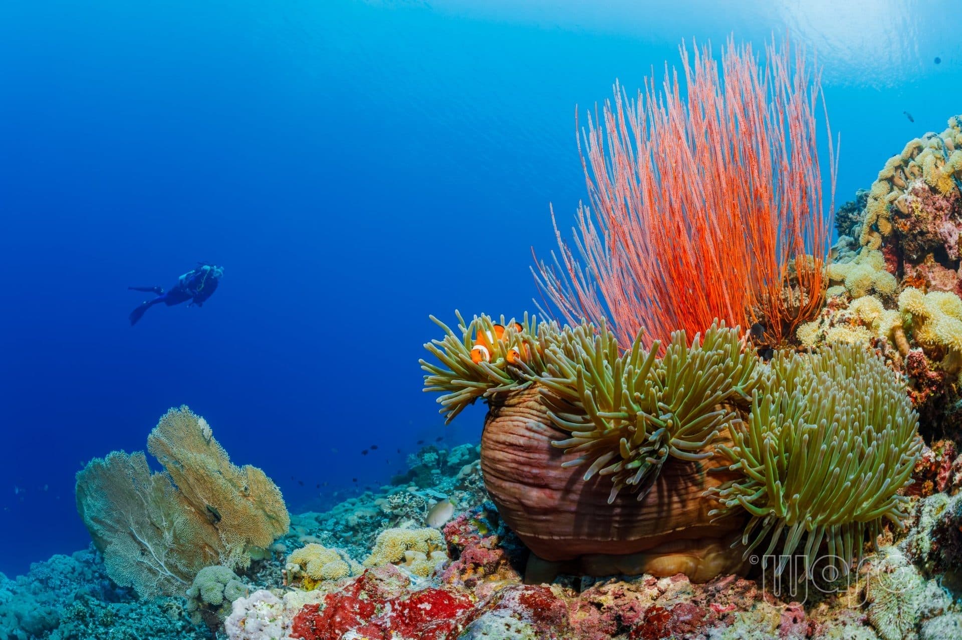 EcoProDivers — placeholder image (to be replaced)