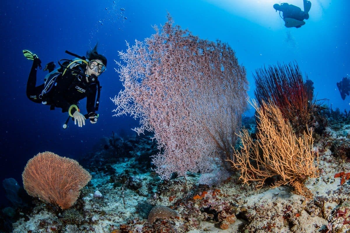 Coral wall diving at Menjangan Island, West Bali National Park