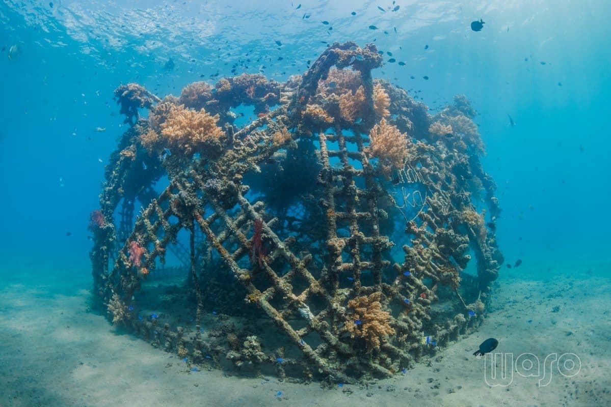 Biorock Karang Lestari restoration reef, Pemuteran Bay