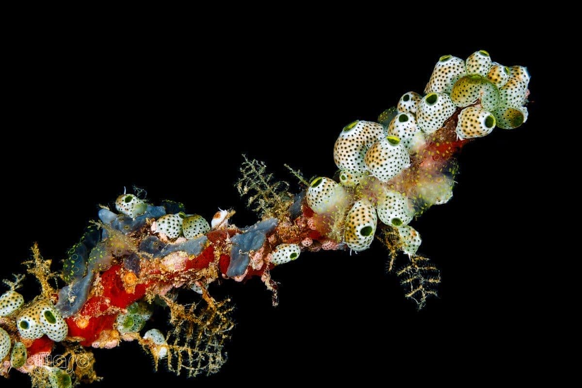 Close Encounters dive site, Pemuteran Bay — steep slope with pelagic encounters