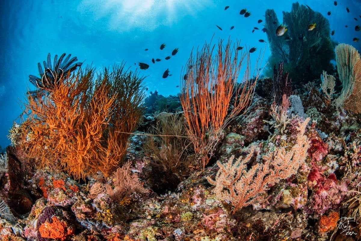 Coral Garden dive site, Menjangan Island — shallow hard coral garden