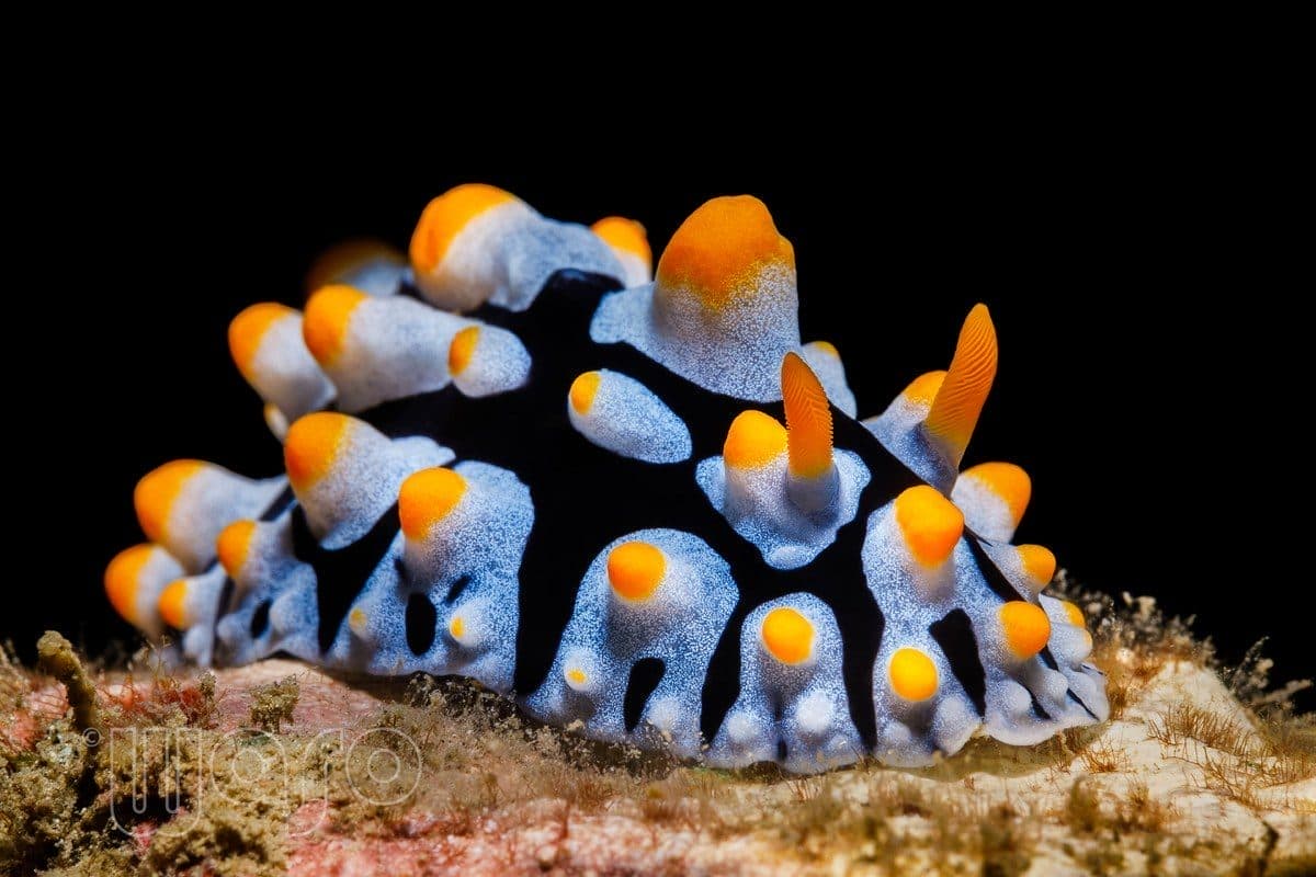 Deep Reef dive site, Pemuteran Bay — table corals and steep sides
