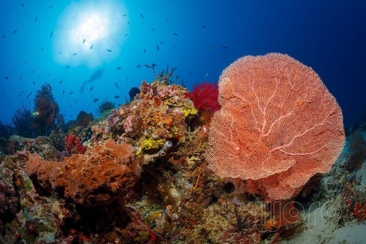 Napoleon Reef dive site, Pemuteran Bay — volcanic reef chain offshore