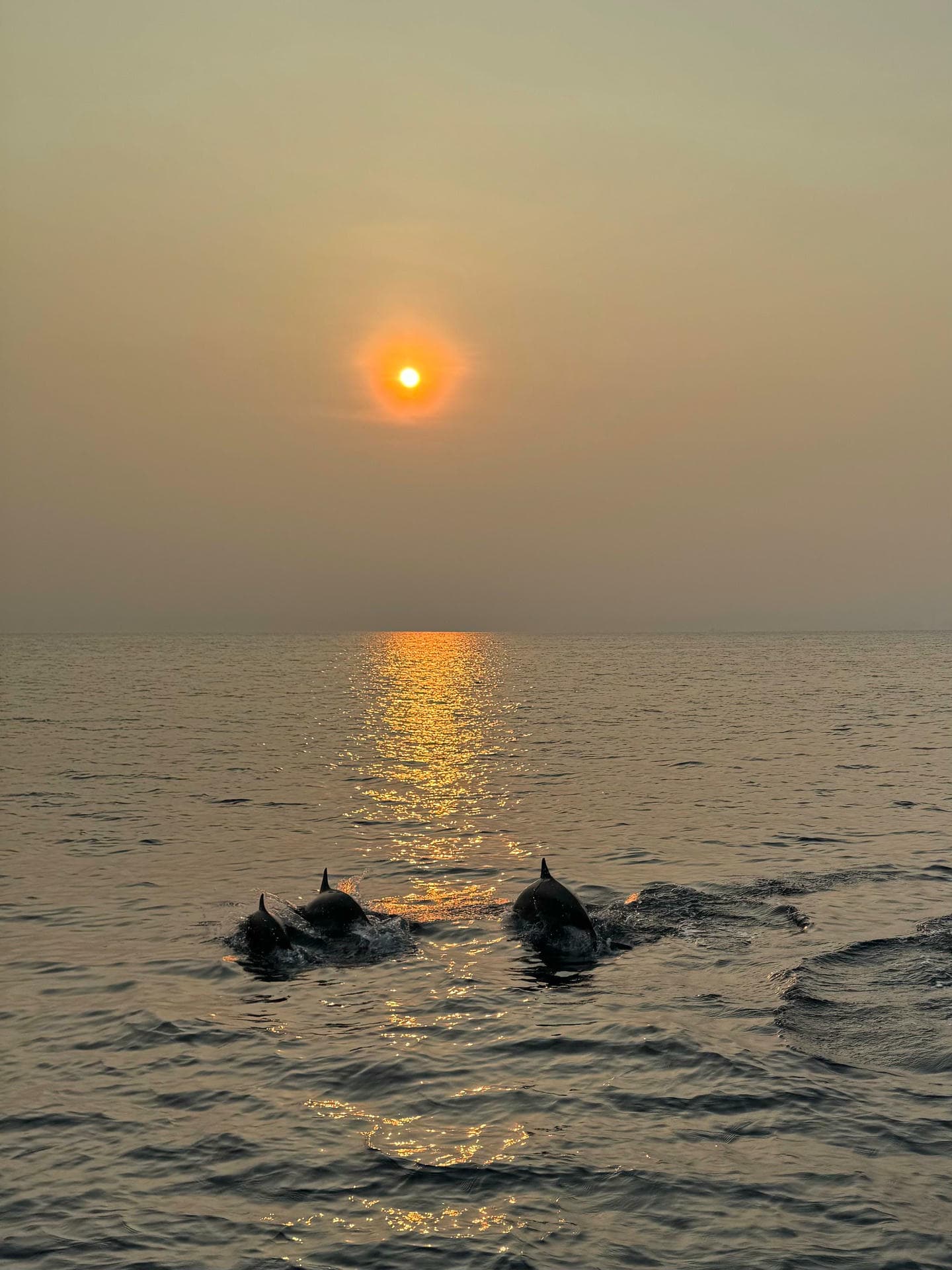 Dolphins surfacing at sunset off Pemuteran