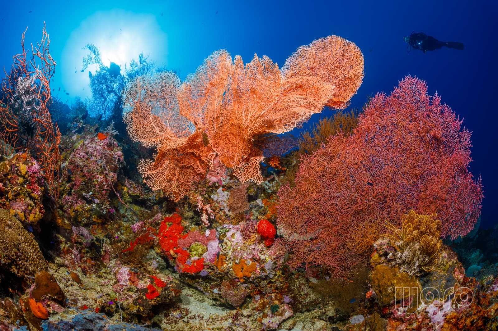 Coral reef in Pemuteran Bay