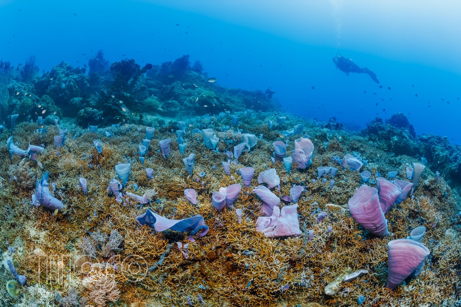 Coral reef in Pemuteran Bay