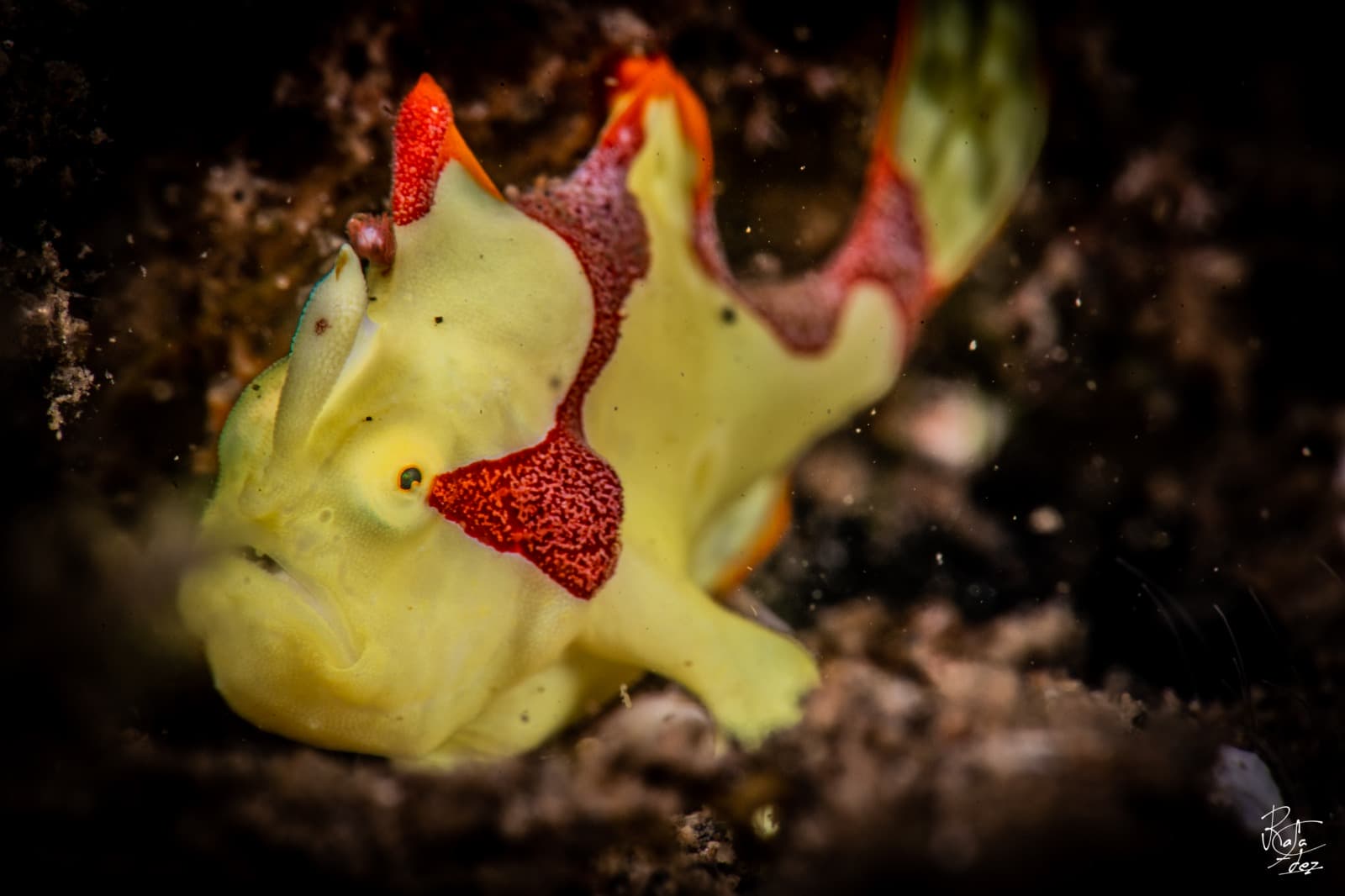Frogfish in Pemuteran Bay, North-West Bali