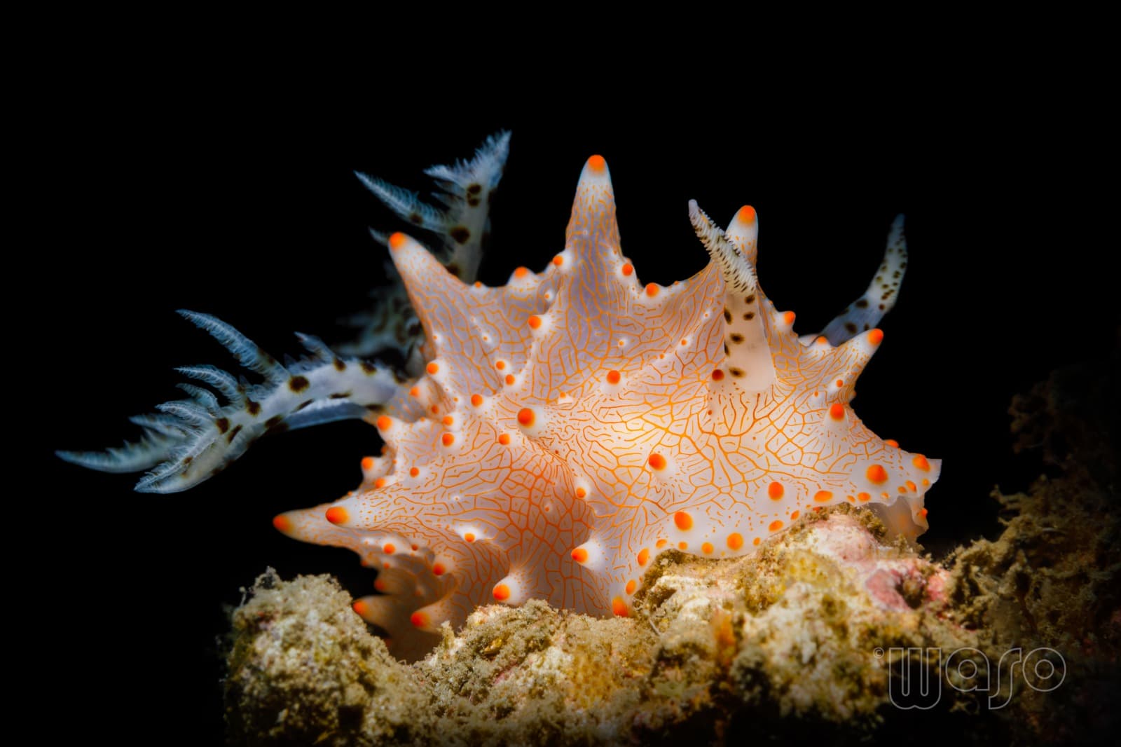 Nudibranch in Pemuteran Bay, North-West Bali