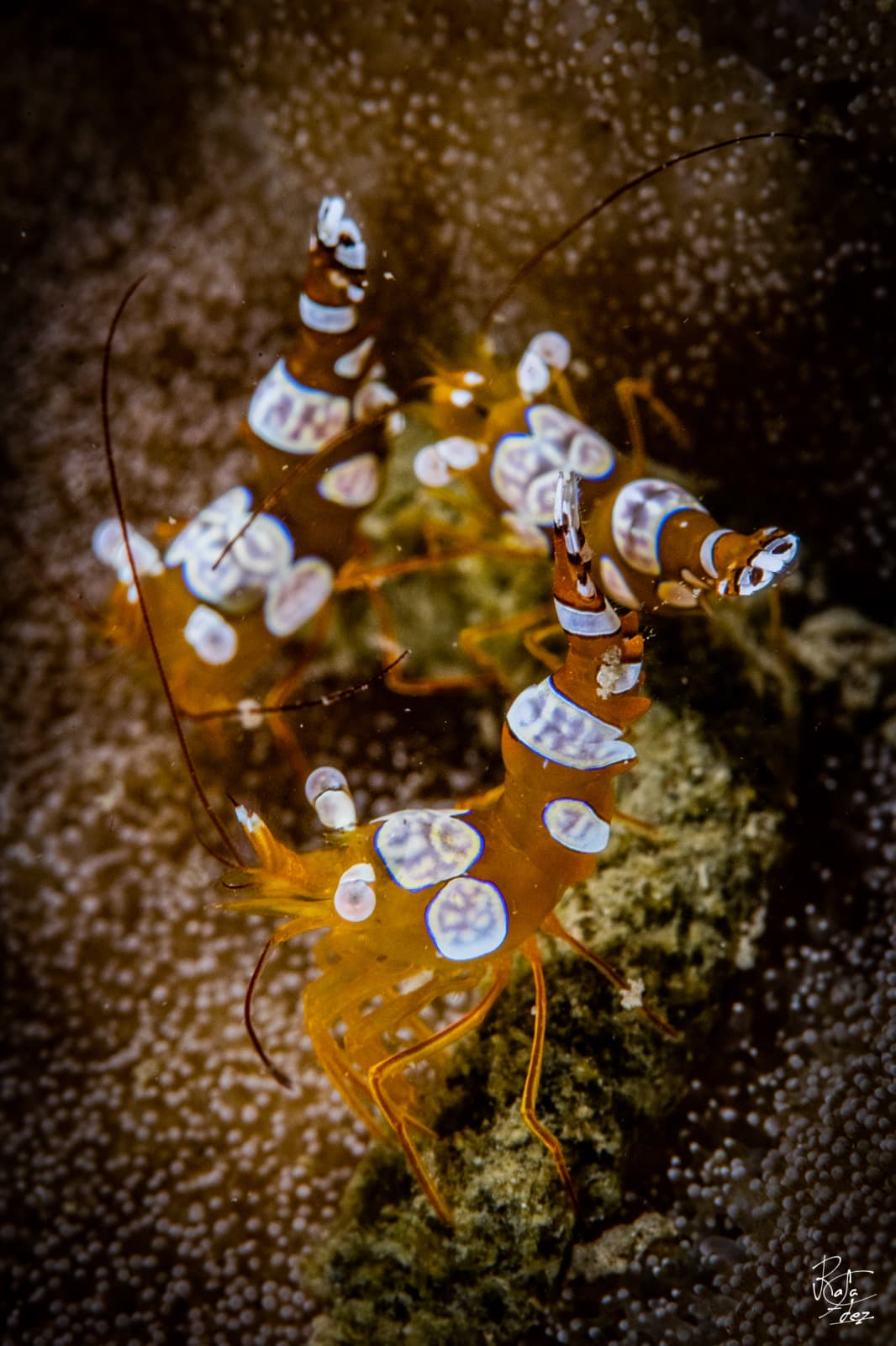 Nudibranch in Pemuteran Bay, North-West Bali