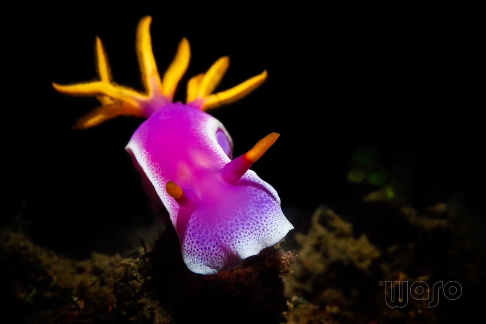 Nudibranch in Pemuteran Bay, North-West Bali