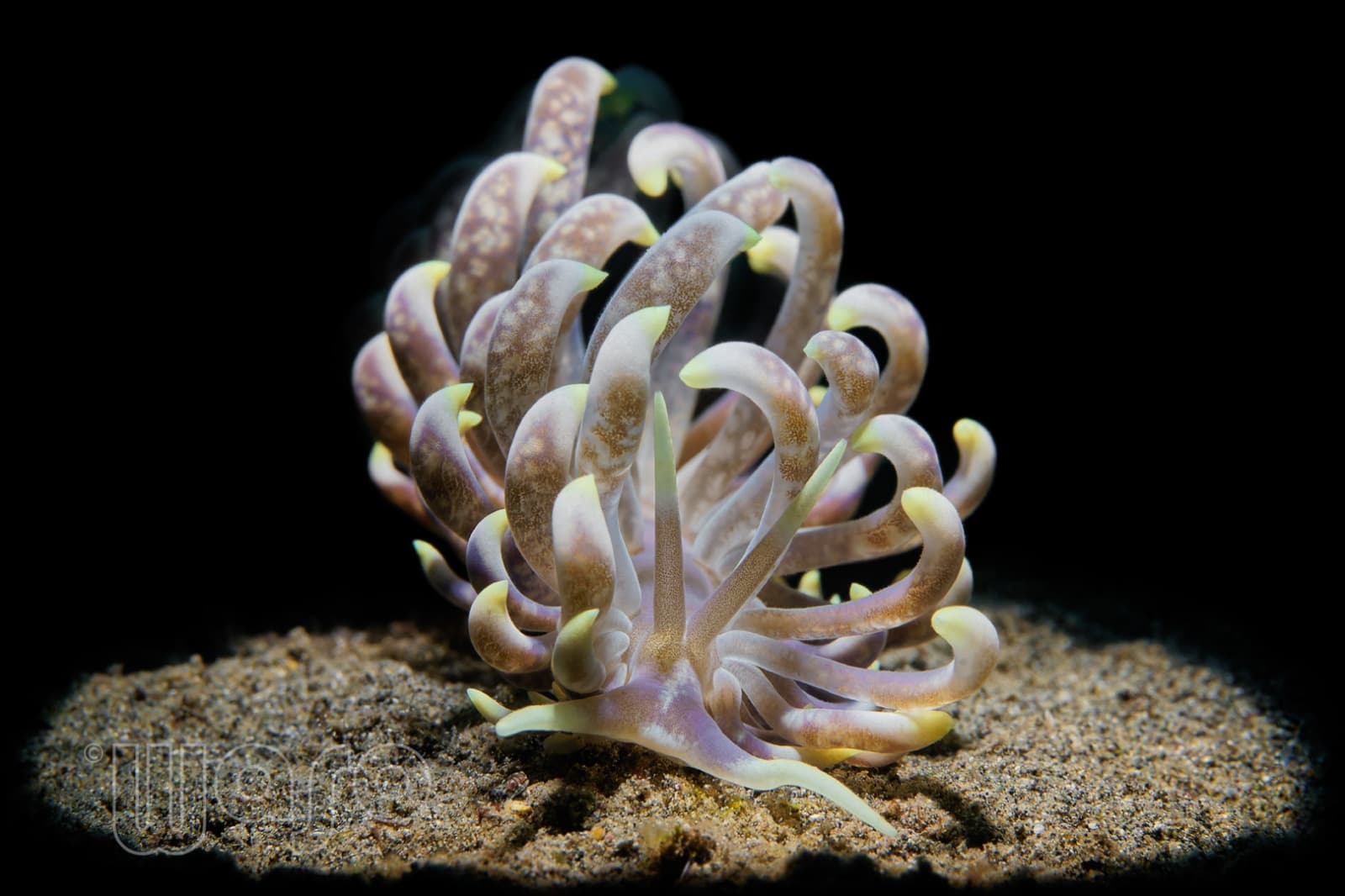 Nudibranch in Pemuteran Bay, North-West Bali
