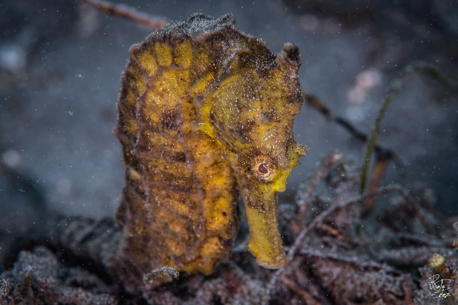 Seahorse in Pemuteran Bay, North-West Bali