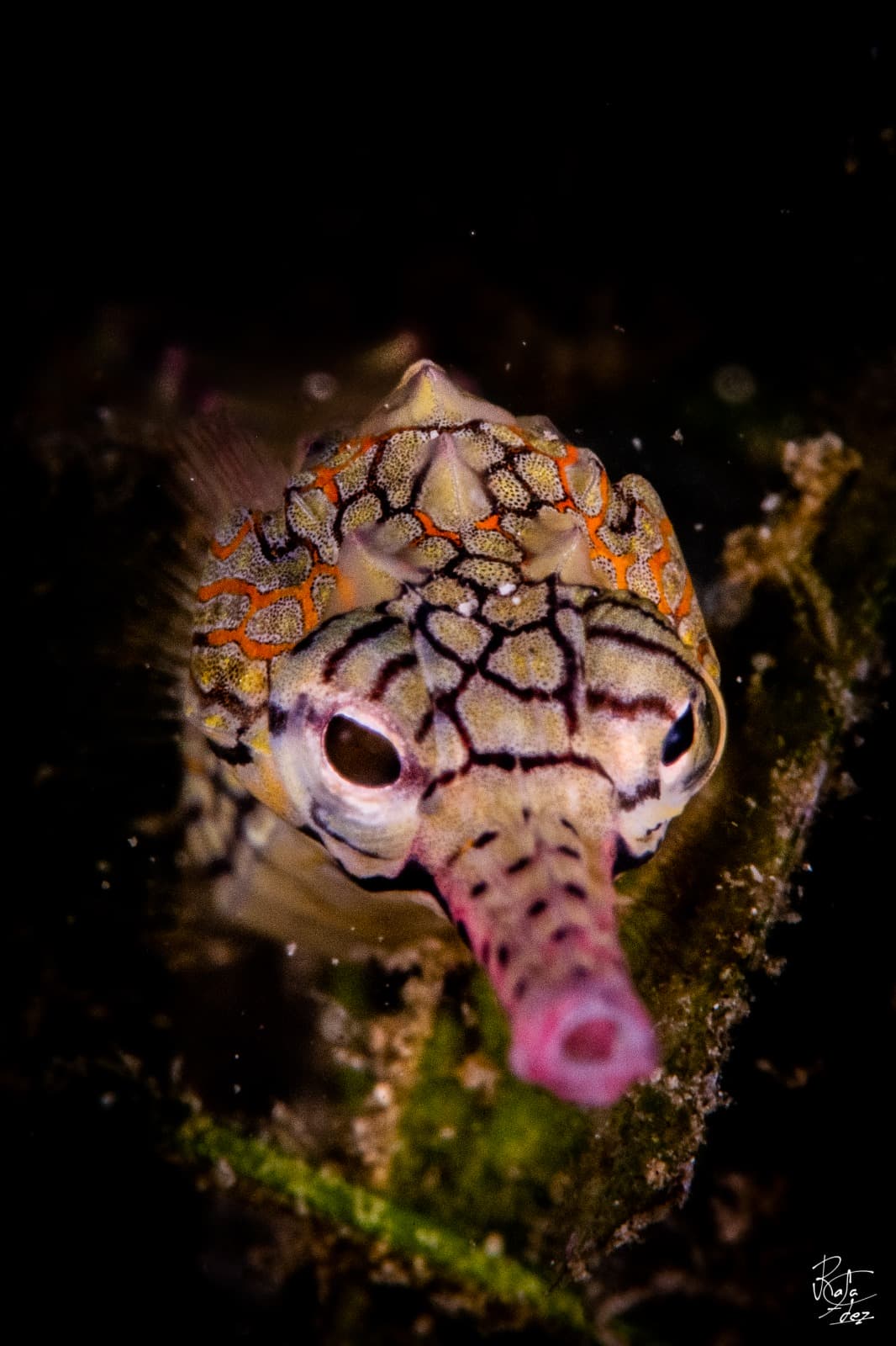 Trumpetfish in Pemuteran Bay, North-West Bali