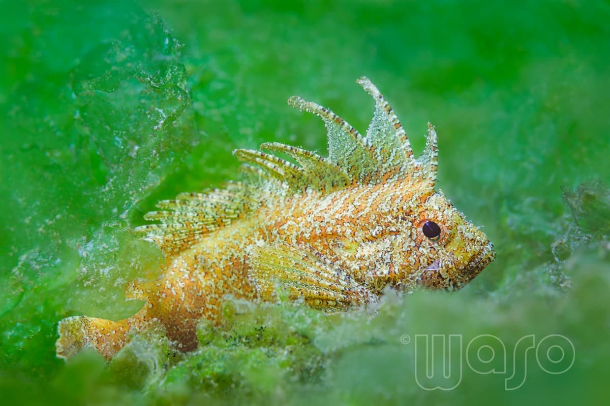 Pemuteran Bay reef and marine life, North-West Bali — image 1