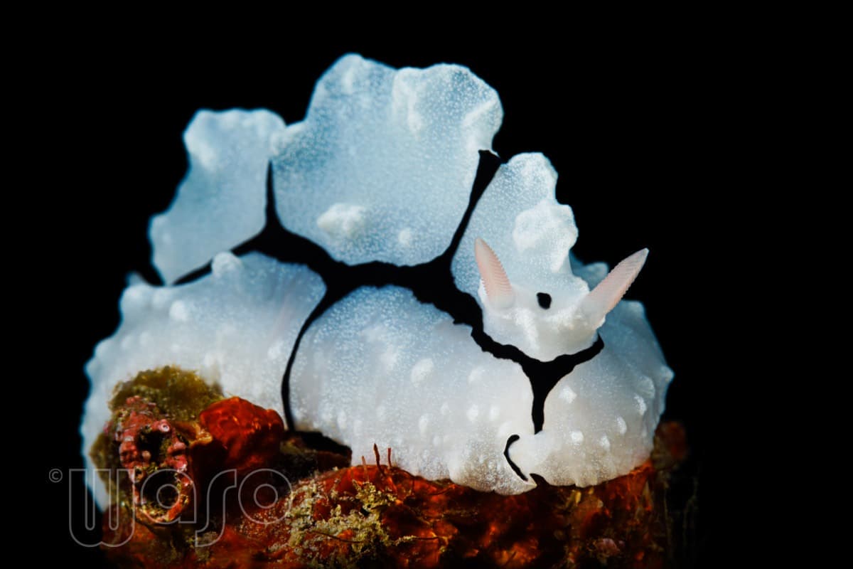Pemuteran Bay reef and marine life, North-West Bali — image 10