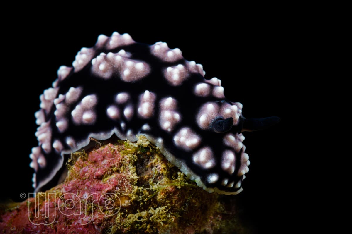 Pemuteran Bay reef and marine life, North-West Bali — image 11