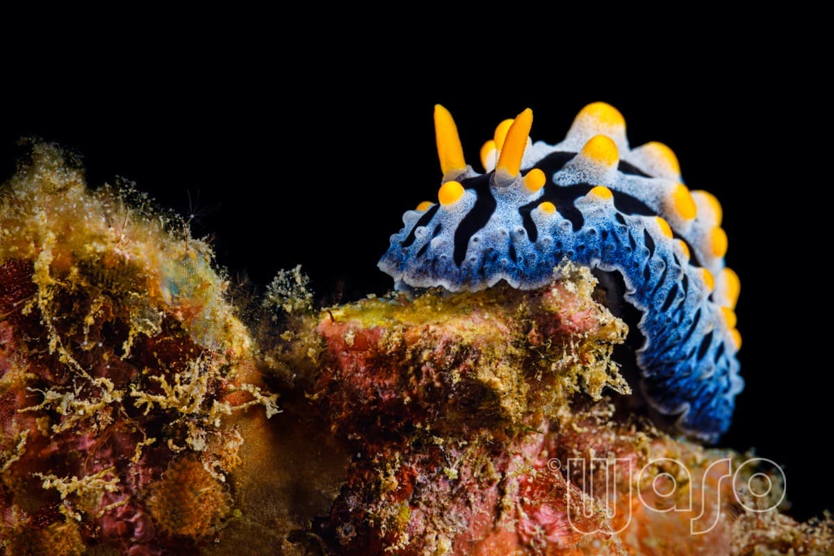 Pemuteran Bay reef and marine life, North-West Bali — image 12