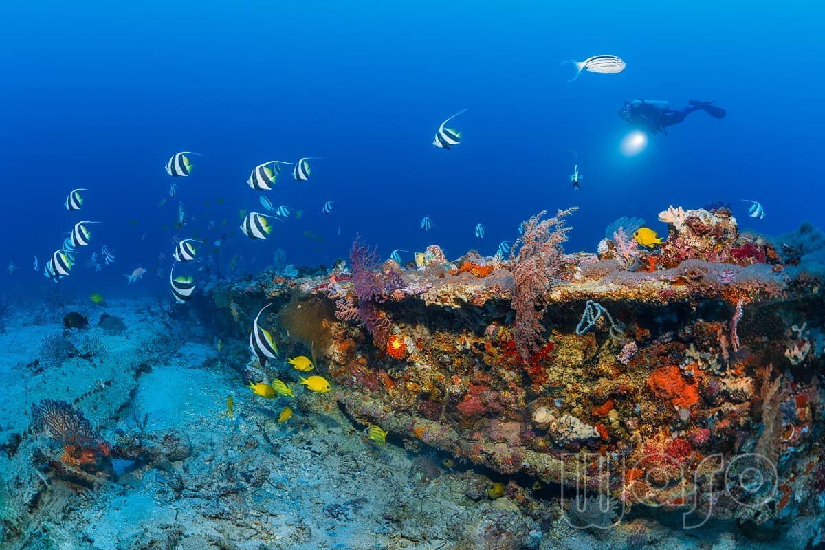 Pemuteran Bay reef and marine life, North-West Bali — image 13
