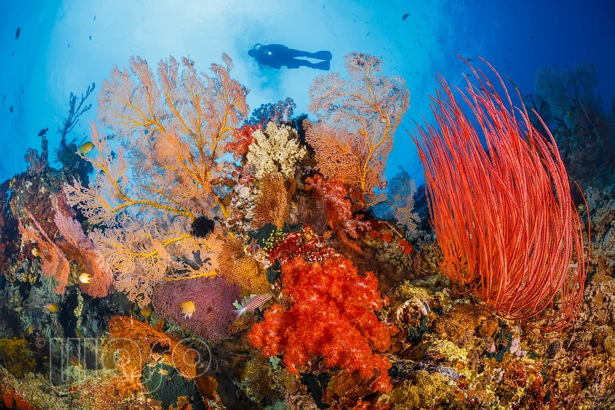 Pemuteran Bay reef and marine life, North-West Bali — image 14