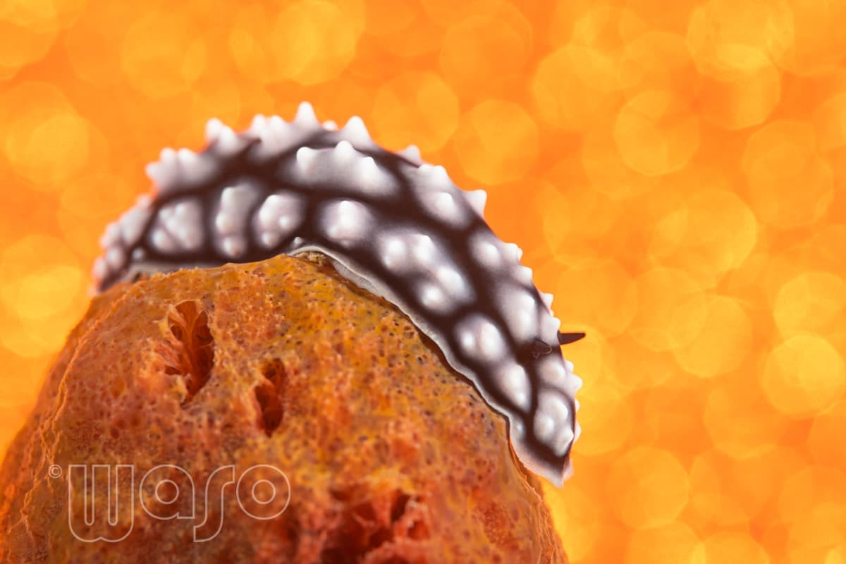 Pemuteran Bay reef and marine life, North-West Bali — image 15