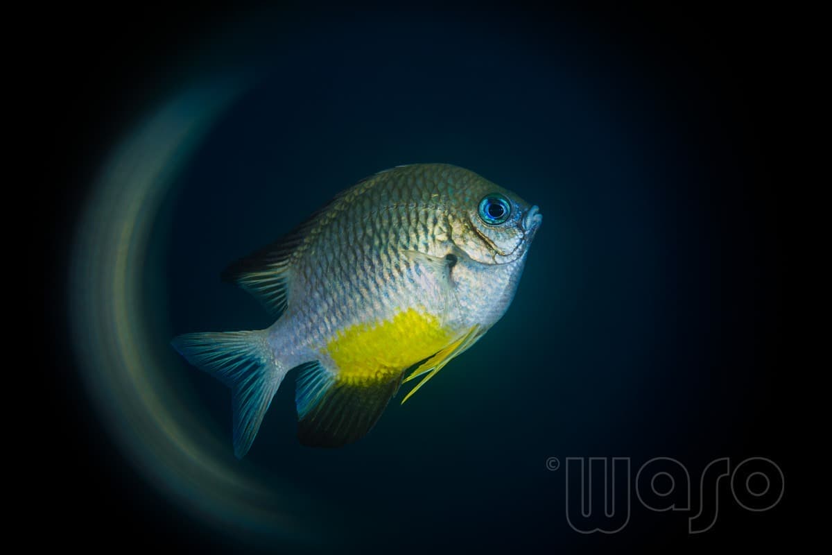 Pemuteran Bay reef and marine life, North-West Bali — image 16