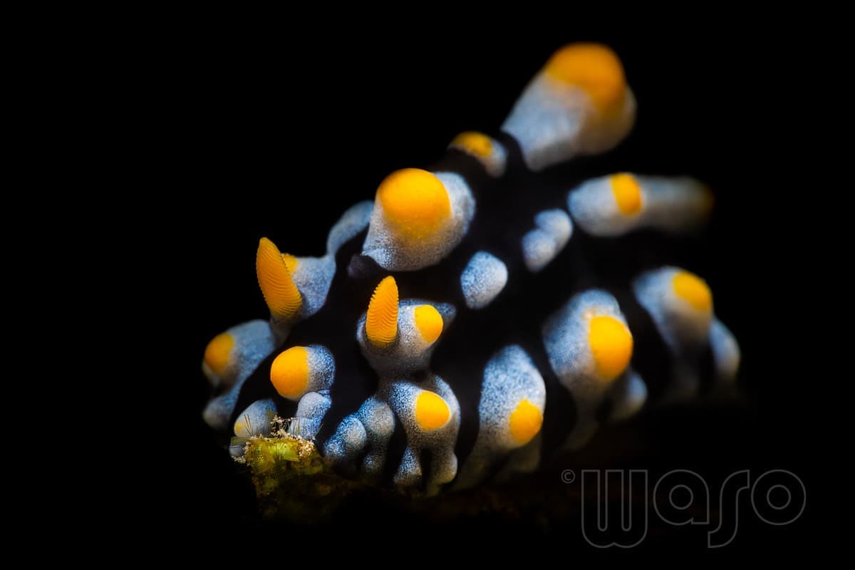 Pemuteran Bay reef and marine life, North-West Bali — image 17