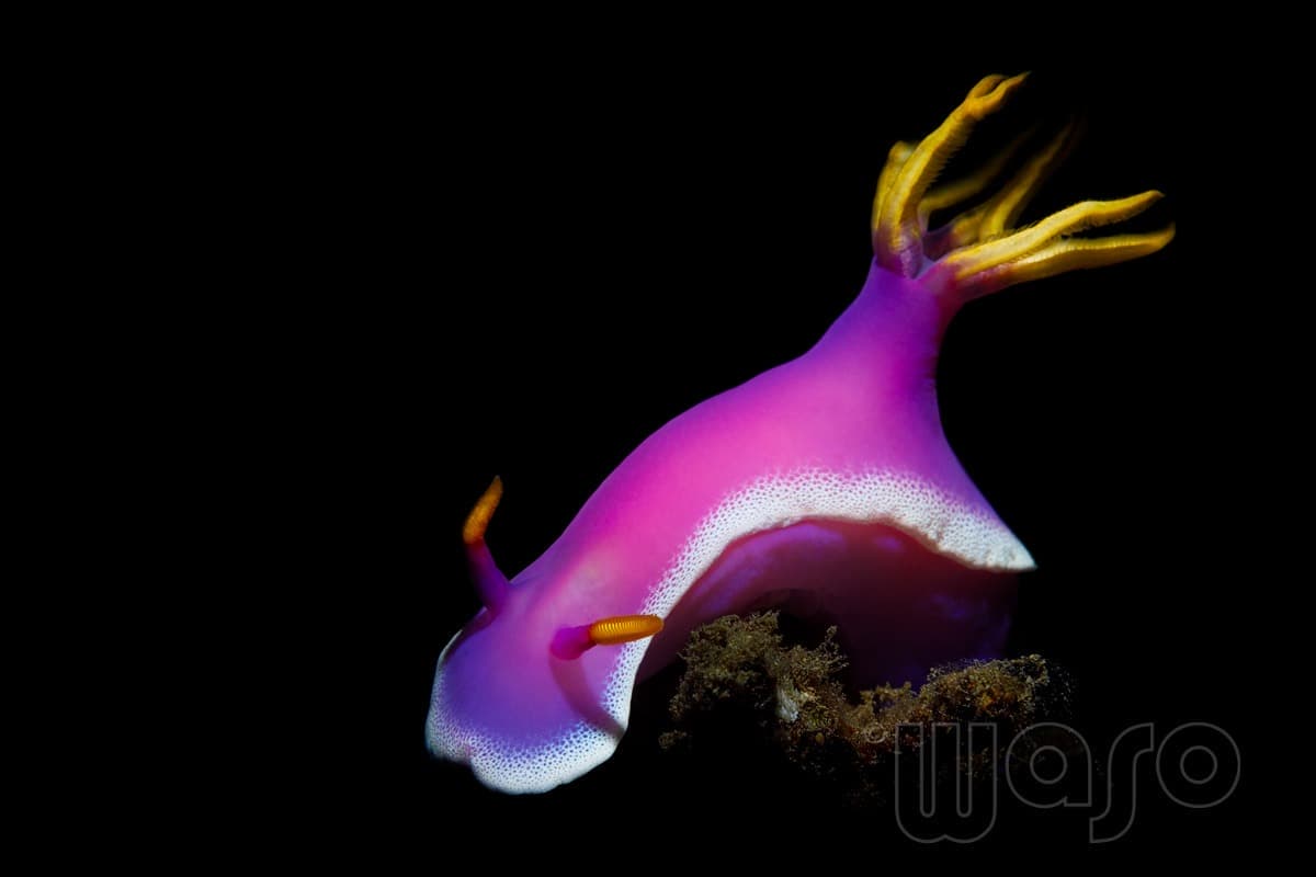 Pemuteran Bay reef and marine life, North-West Bali — image 18