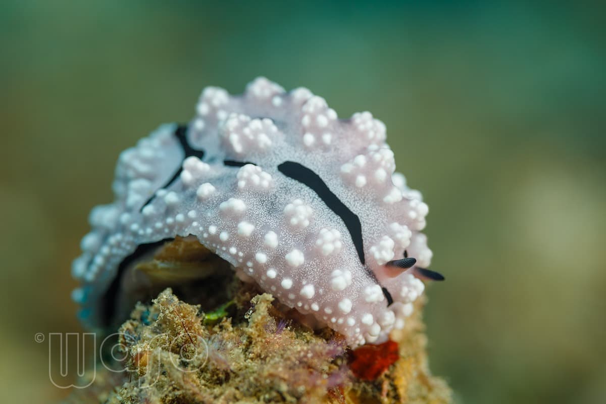 Pemuteran Bay reef and marine life, North-West Bali — image 19
