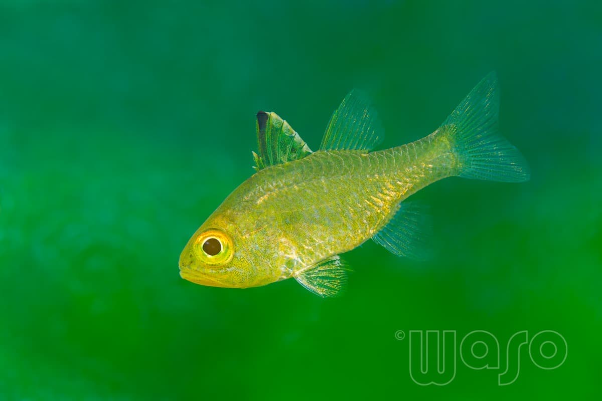 Pemuteran Bay reef and marine life, North-West Bali — image 2